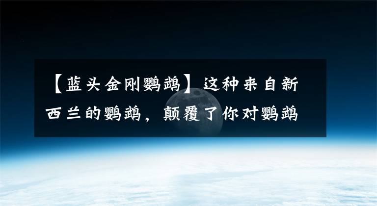 【藍(lán)頭金剛鸚鵡】這種來自新西蘭的鸚鵡，顛覆了你對(duì)鸚鵡的傳統(tǒng)印象