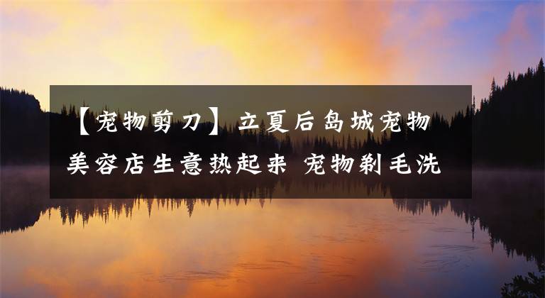 【寵物剪刀】立夏后島城寵物美容店生意熱起來 寵物剃毛洗澡業(yè)務漸入高峰期