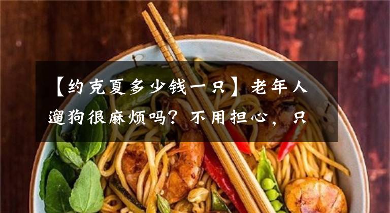 【約克夏多少錢(qián)一只】老年人遛狗很麻煩嗎？不用擔(dān)心，只要飼養(yǎng)約克夏就可以解決問(wèn)題