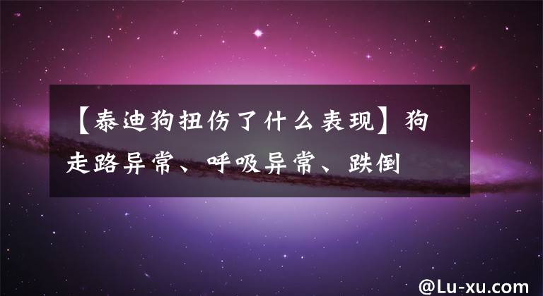 【泰迪狗扭傷了什么表現(xiàn)】狗走路異常、呼吸異常、跌倒