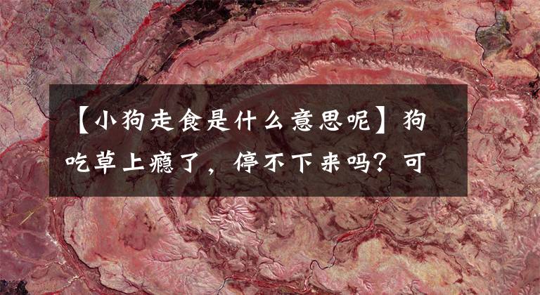 【小狗走食是什么意思呢】狗吃草上癮了，停不下來(lái)嗎？可能是自救之策。