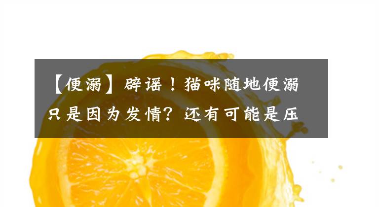 【便溺】辟謠！貓咪隨地便溺只是因為發(fā)情？還有可能是壓力過大引起的