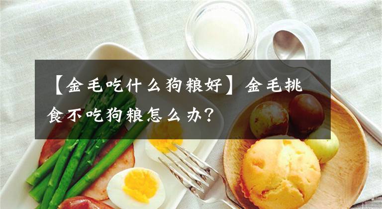 【金毛吃什么狗糧好】金毛挑食不吃狗糧怎么辦？