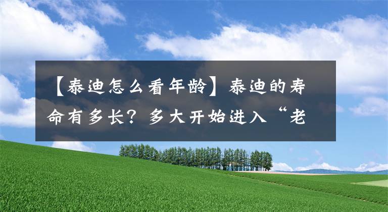 【泰迪怎么看年齡】泰迪的壽命有多長(zhǎng)？多大開(kāi)始進(jìn)入“老年期”？