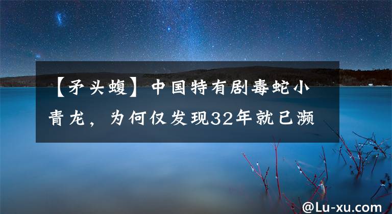 【矛頭蝮】中國特有劇毒蛇小青龍，為何僅發(fā)現(xiàn)32年就已瀕危？一條蛇換一套房