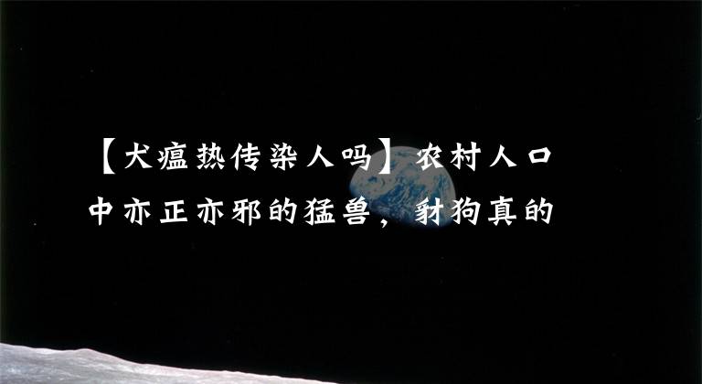 【犬瘟熱傳染人嗎】農(nóng)村人口中亦正亦邪的猛獸，豺狗真的會保護人嗎？