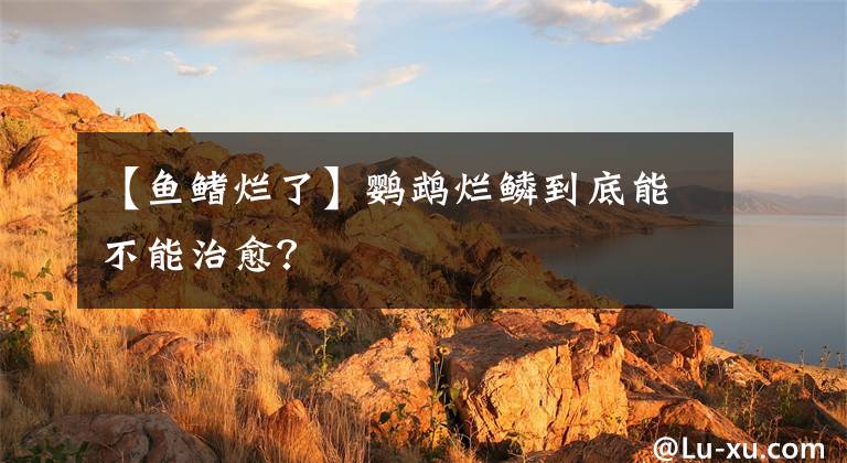 【魚鰭爛了】鸚鵡爛鱗到底能不能治愈？