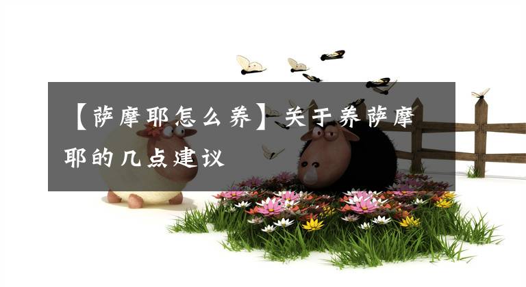 【薩摩耶怎么養(yǎng)】關(guān)于養(yǎng)薩摩耶的幾點(diǎn)建議