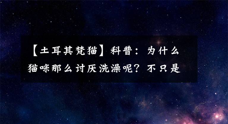 【土耳其梵貓】科普：為什么貓咪那么討厭洗澡呢？不只是因為怕水那么簡單