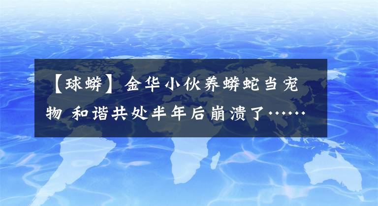 【球蟒】金華小伙養(yǎng)蟒蛇當(dāng)寵物 和諧共處半年后崩潰了……