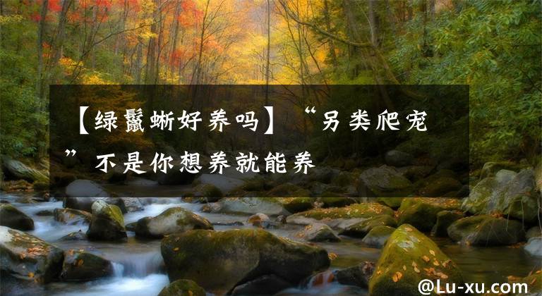 【綠鬣蜥好養(yǎng)嗎】“另類爬寵”不是你想養(yǎng)就能養(yǎng)