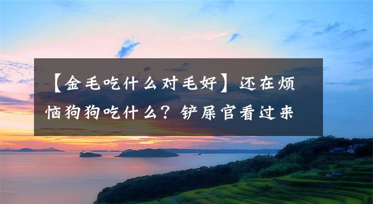 【金毛吃什么對毛好】還在煩惱狗狗吃什么？鏟屎官看過來，金毛食譜在這里