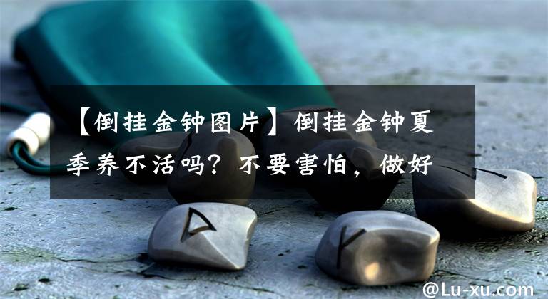 【倒掛金鐘圖片】倒掛金鐘夏季養(yǎng)不活嗎？不要害怕，做好“一少一多”，就不會爛根