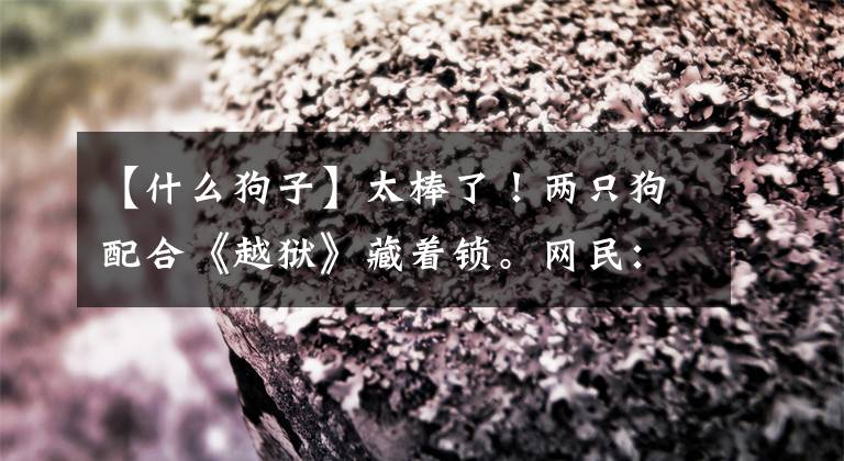 【什么狗子】太棒了！兩只狗配合《越獄》藏著鎖。網(wǎng)民：送孩子上大學(xué)吧