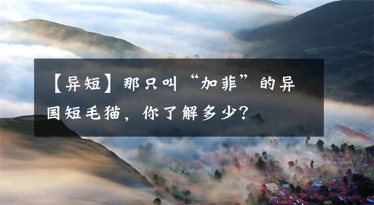 【異短】那只叫“加菲”的異國(guó)短毛貓，你了解多少？