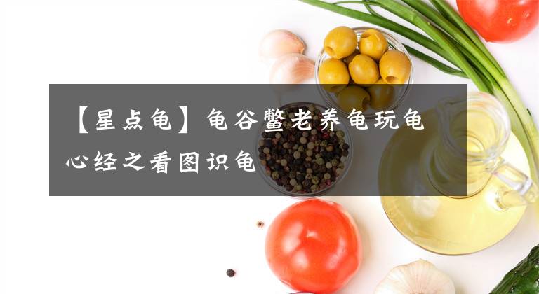 【星點(diǎn)龜】龜谷鱉老養(yǎng)龜玩龜心經(jīng)之看圖識龜