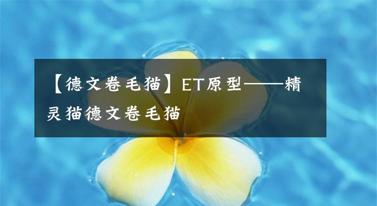 【德文卷毛貓】ET原型——精靈貓德文卷毛貓