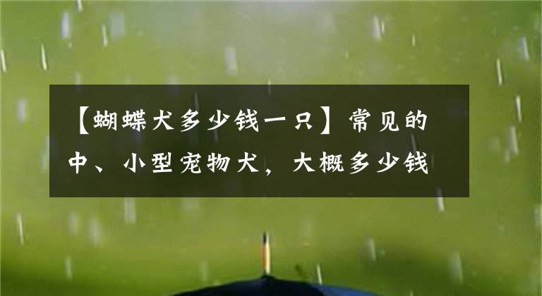 【蝴蝶犬多少錢一只】常見的中、小型寵物犬，大概多少錢一只？