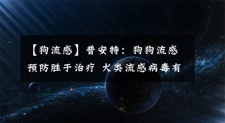 【狗流感】普安特：狗狗流感預(yù)防勝于治療 犬類流感病毒有哪些危害？