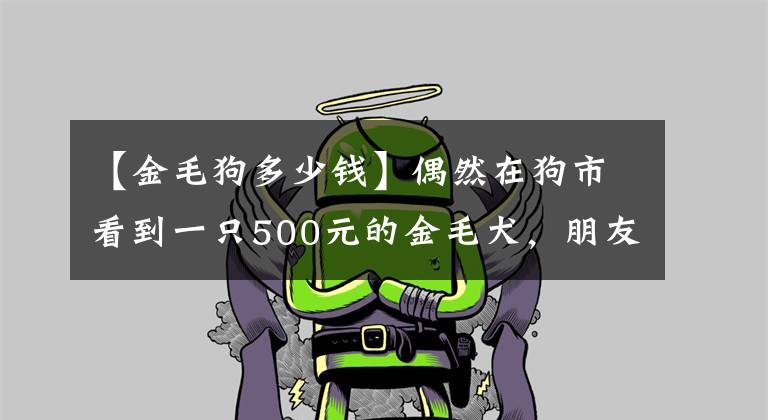 【金毛狗多少錢】偶然在狗市看到一只500元的金毛犬，朋友看了說：這狗能值一萬！