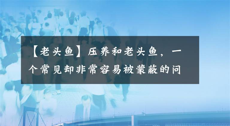 【老頭魚】壓養(yǎng)和老頭魚，一個(gè)常見卻非常容易被蒙蔽的問題