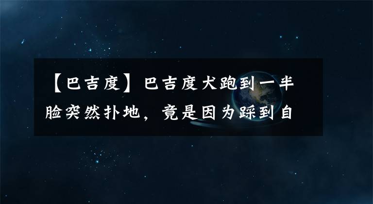 【巴吉度】巴吉度犬跑到一半臉突然撲地，竟是因為踩到自己耳朵了