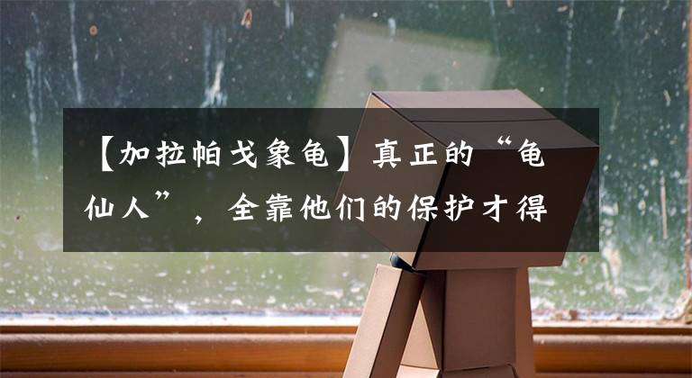 【加拉帕戈象龜】真正的“龜仙人”，全靠他們的保護(hù)才得以幸存