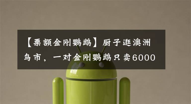 【栗額金剛鸚鵡】廚子逛澳洲鳥市，一對金剛鸚鵡只賣6000澳元，大家看看值不值？