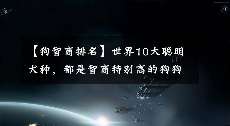 【狗智商排名】世界10大聰明犬種，都是智商特別高的狗狗，你養(yǎng)了哪一種？