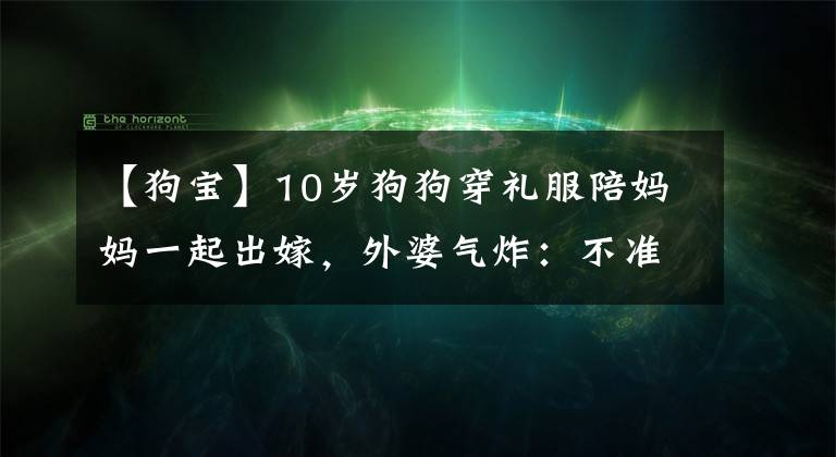 【狗寶】10歲狗狗穿禮服陪媽媽一起出嫁，外婆氣炸：不準(zhǔn)帶我家狗寶走