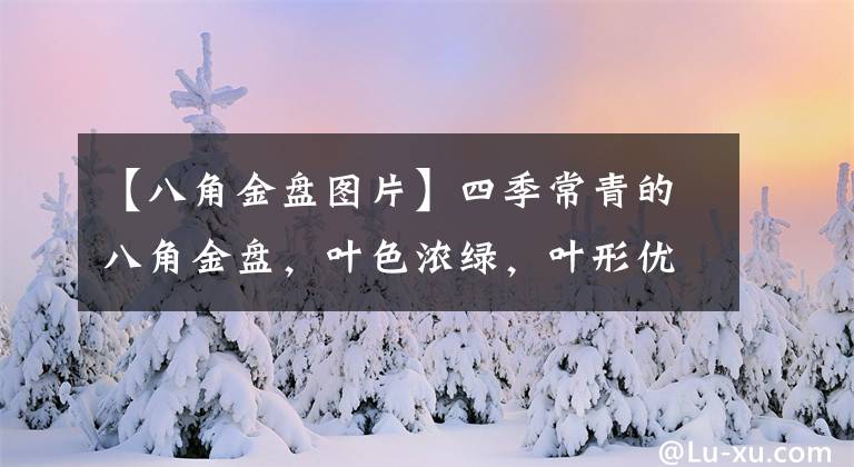 【八角金盤圖片】四季常青的八角金盤，葉色濃綠，葉形優(yōu)美，既耐陰又凈化室內(nèi)空氣