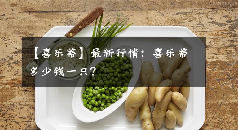 【喜樂(lè)蒂】最新行情：喜樂(lè)蒂多少錢一只？