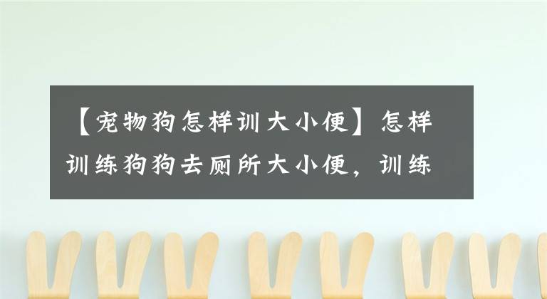 【寵物狗怎樣訓大小便】怎樣訓練狗狗去廁所大小便，訓練狗狗大小便的方法，你知道多少？