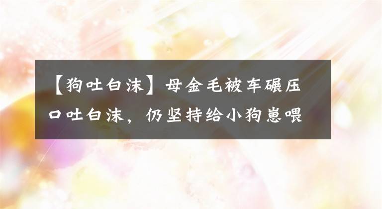 【狗吐白沫】母金毛被車碾壓口吐白沫，仍堅持給小狗崽喂奶后死去，令人悲痛