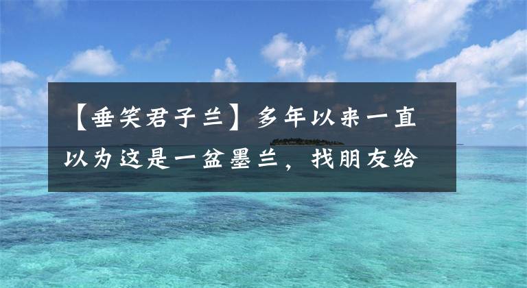 【垂笑君子蘭】多年以來一直以為這是一盆墨蘭，找朋友給換盆才知道，這貨叫垂笑