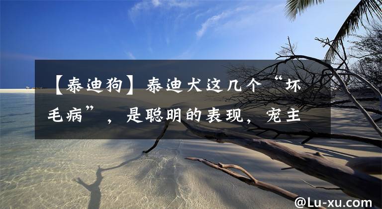 【泰迪狗】泰迪犬這幾個“壞毛病”，是聰明的表現(xiàn)，寵主不要錯怪它了