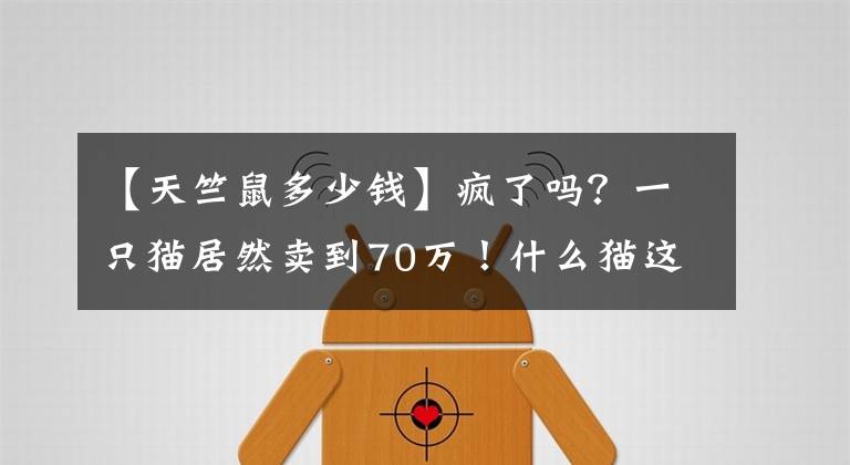 【天竺鼠多少錢】瘋了嗎？一只貓居然賣到70萬！什么貓這么金貴？