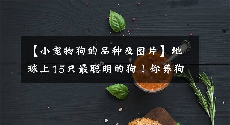 【小寵物狗的品種及圖片】地球上15只最聰明的狗！你養(yǎng)狗狗是其中之一嗎？