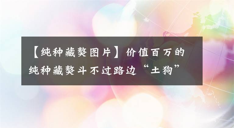 【純種藏獒圖片】價值百萬的純種藏獒斗不過路邊“土狗”，結(jié)尾亮了