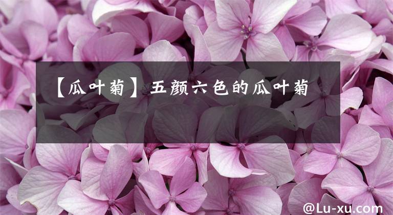 【瓜葉菊】五顏六色的瓜葉菊