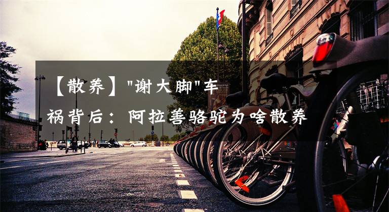 【散養(yǎng)】"謝大腳"車禍背后：阿拉善駱駝為啥散養(yǎng)而不圈養(yǎng)？就不怕會(huì)丟？