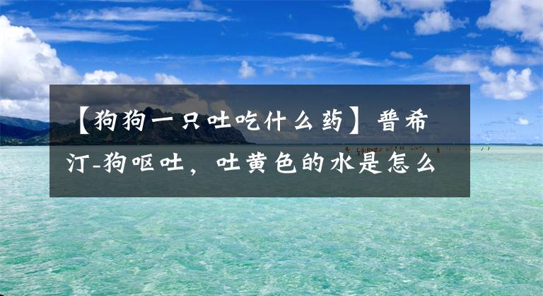 【狗狗一只吐吃什么藥】普希汀-狗嘔吐，吐黃色的水是怎么回事？