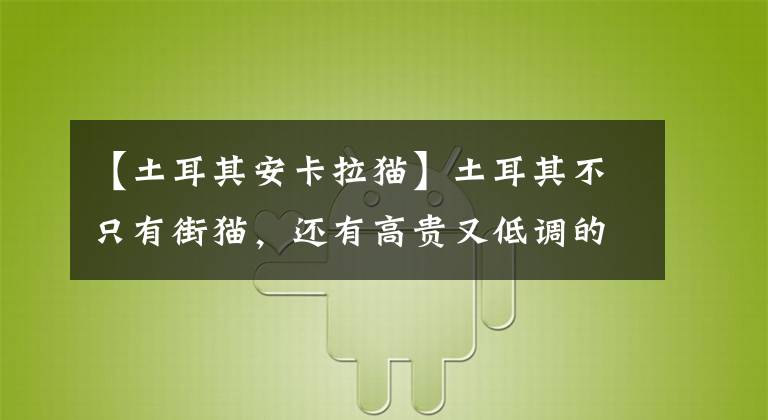 【土耳其安卡拉貓】土耳其不只有街貓，還有高貴又低調(diào)的國寶級貓種