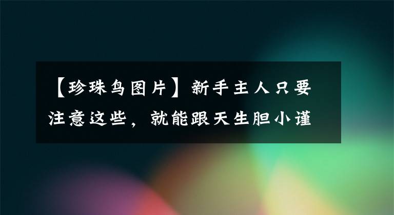 【珍珠鳥圖片】新手主人只要注意這些，就能跟天生膽小謹慎的珍珠鳥搞好關系啦！