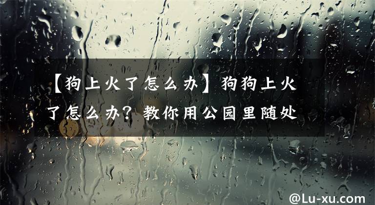 【狗上火了怎么辦】狗狗上火了怎么辦？教你用公園里隨處可見的幾根野草幫狗狗去火