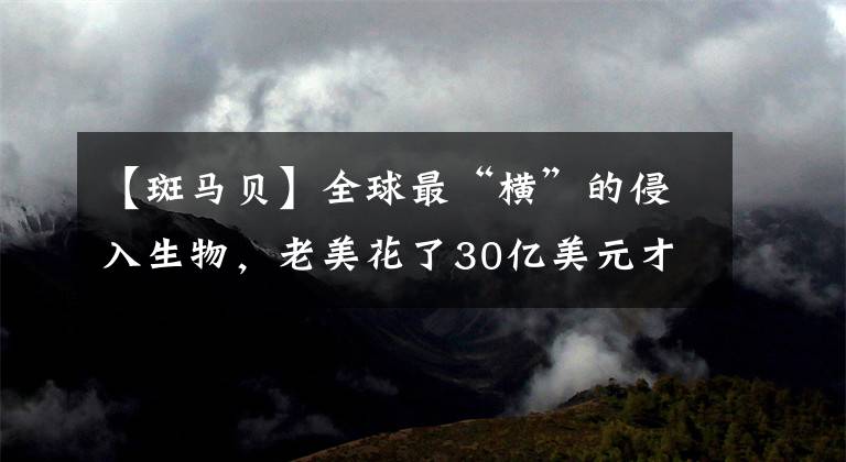 【斑馬貝】全球最“橫”的侵入生物，老美花了30億美元才勉強(qiáng)搞定