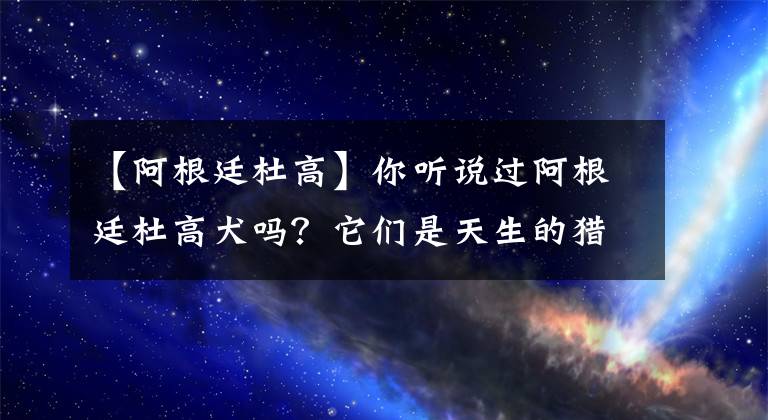 【阿根廷杜高】你聽(tīng)說(shuō)過(guò)阿根廷杜高犬嗎？它們是天生的獵手，融合了眾多犬種優(yōu)點(diǎn)