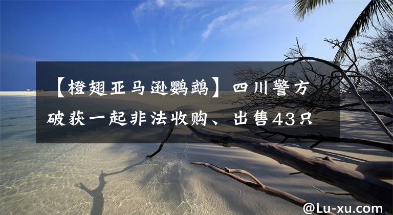 【橙翅亞馬遜鸚鵡】四川警方破獲一起非法收購、出售43只鸚鵡案 12人被起訴