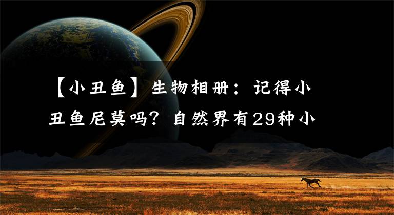 【小丑魚】生物相冊(cè)：記得小丑魚尼莫嗎？自然界有29種小丑魚