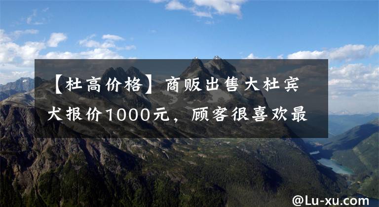 【杜高價格】商販出售大杜賓犬報價1000元，顧客很喜歡最后900元成交！